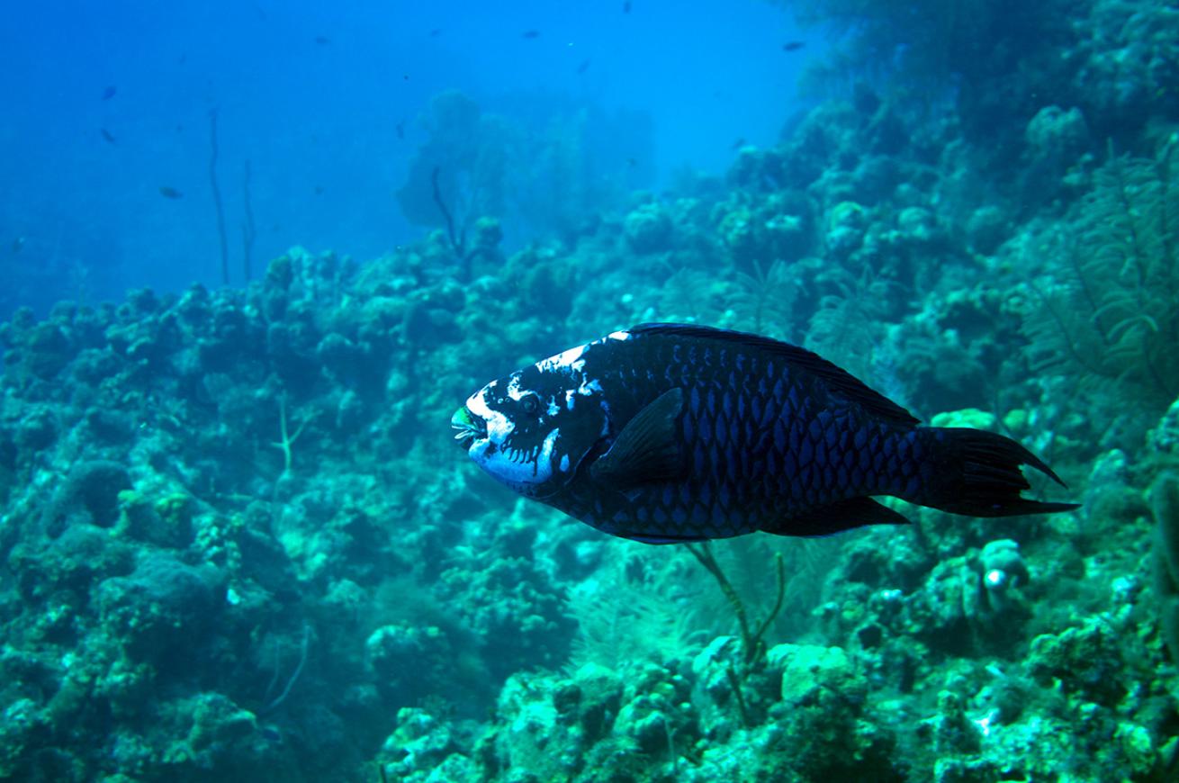 Midnight parrotfish