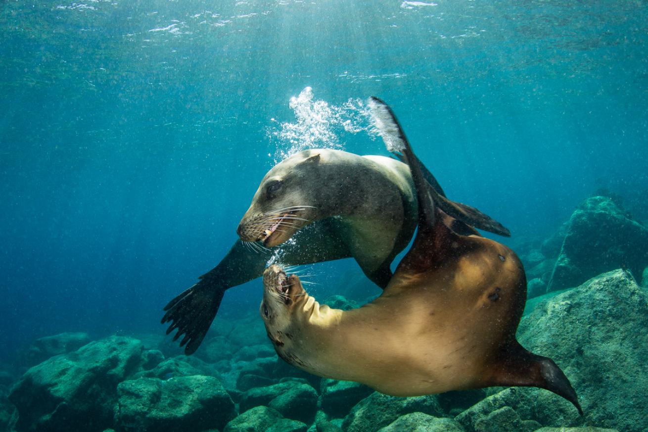 SeaLions.Strobes.BrentDurand