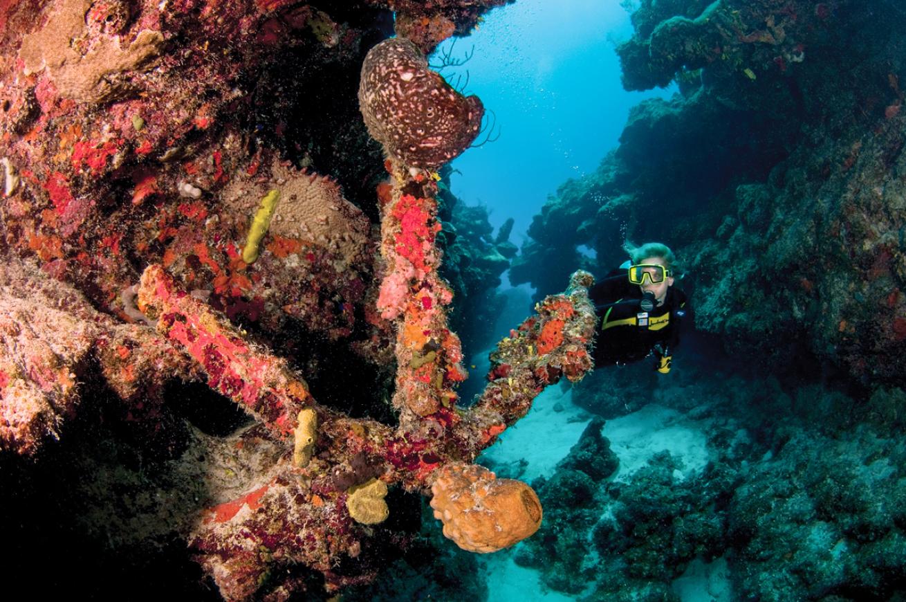 Diver by coral-encrusted anchor