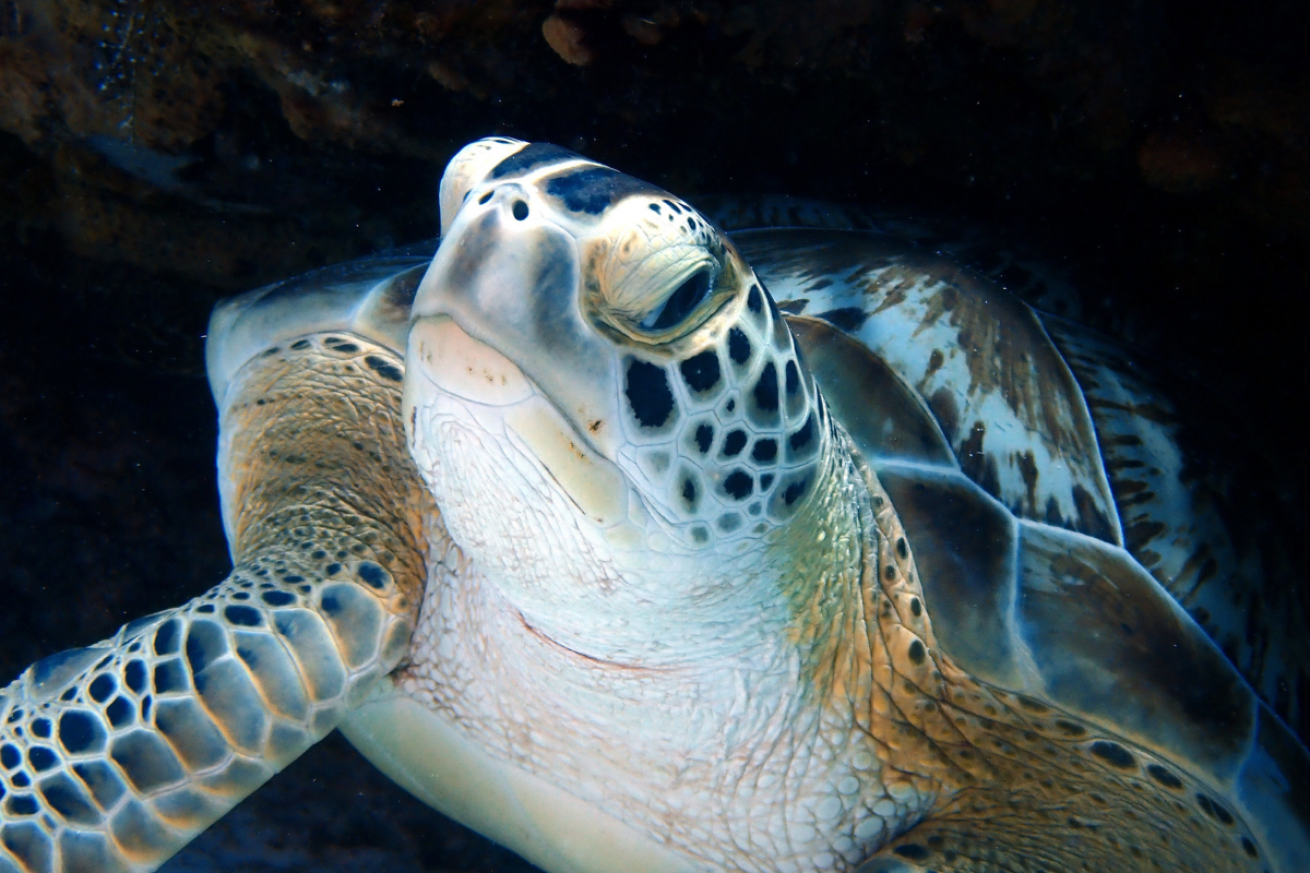 A sea turtle