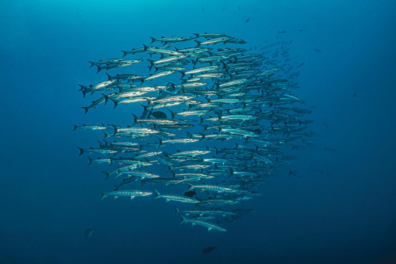 Barracuda Sudan Shipwreck Scuba