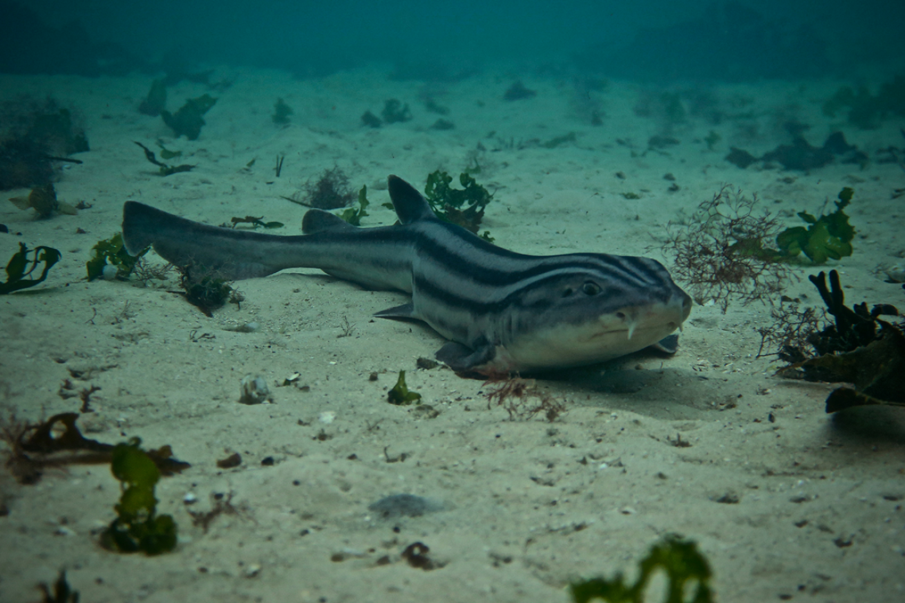 Pajama catshark