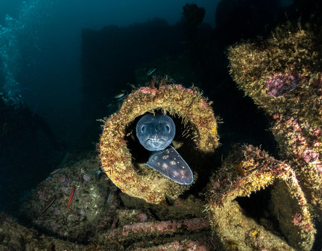 portugal_river-gurara.ScubaDivingMag.August2022