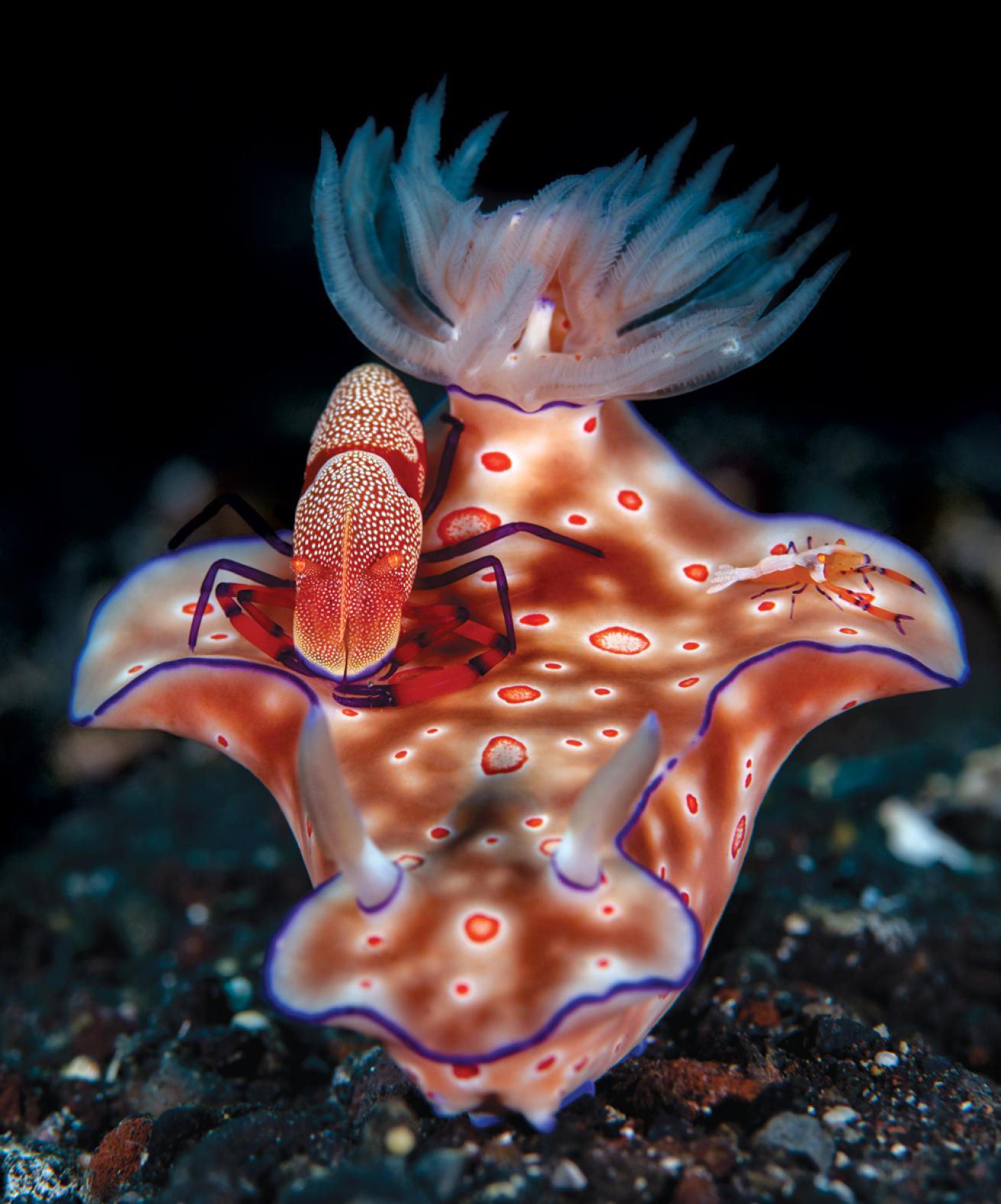 Emperor shrimp on Spanish Dancer nudibranch