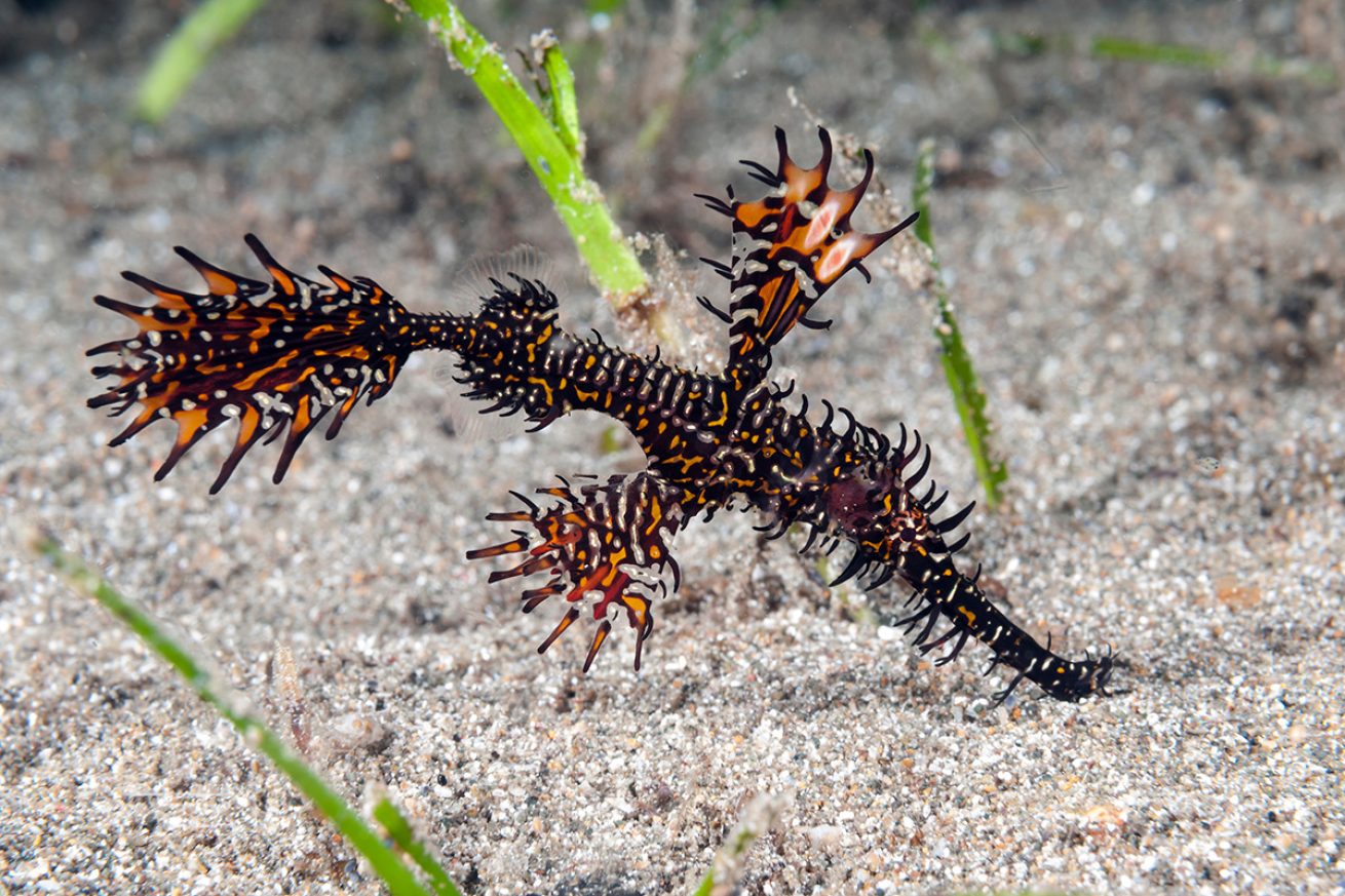 Ghost pipefish