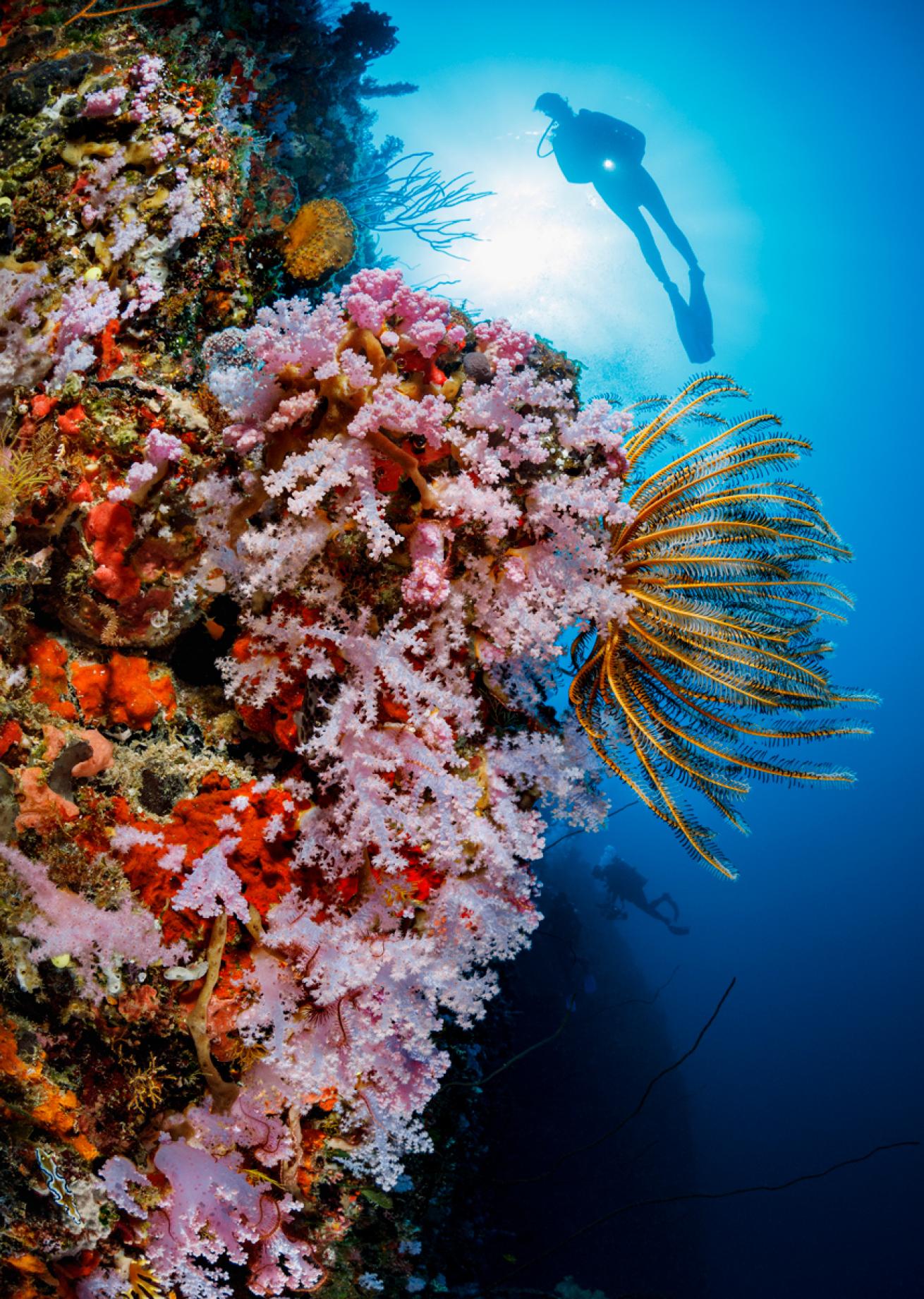 CoralReef.BrandonCole.ScubaDivingMag