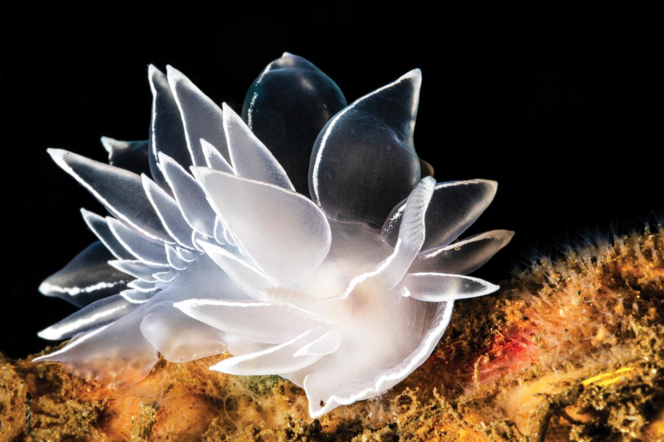 Backlighting Nudibranch Underwater Photography