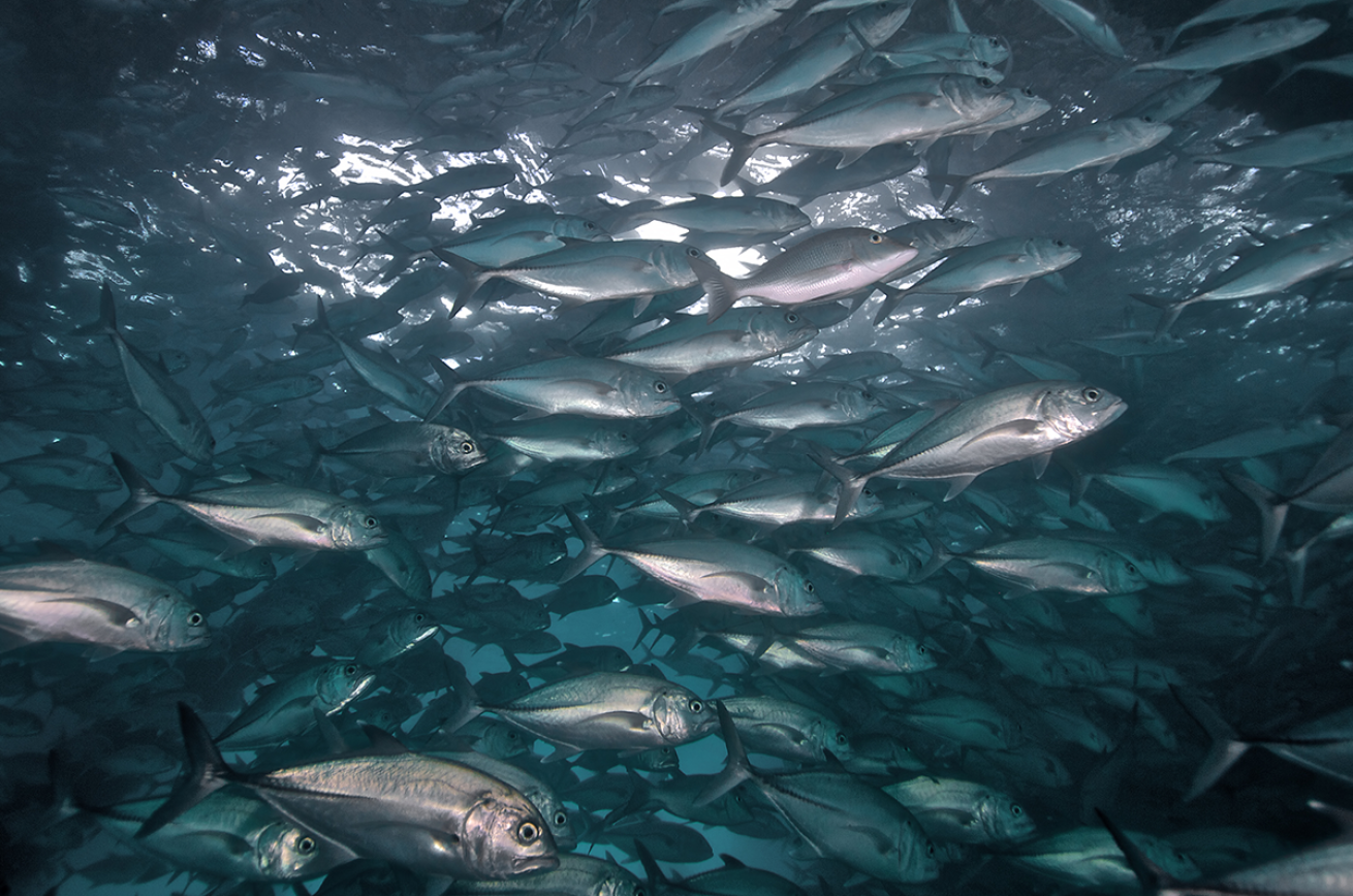 Schooling Jacks in the ocean.