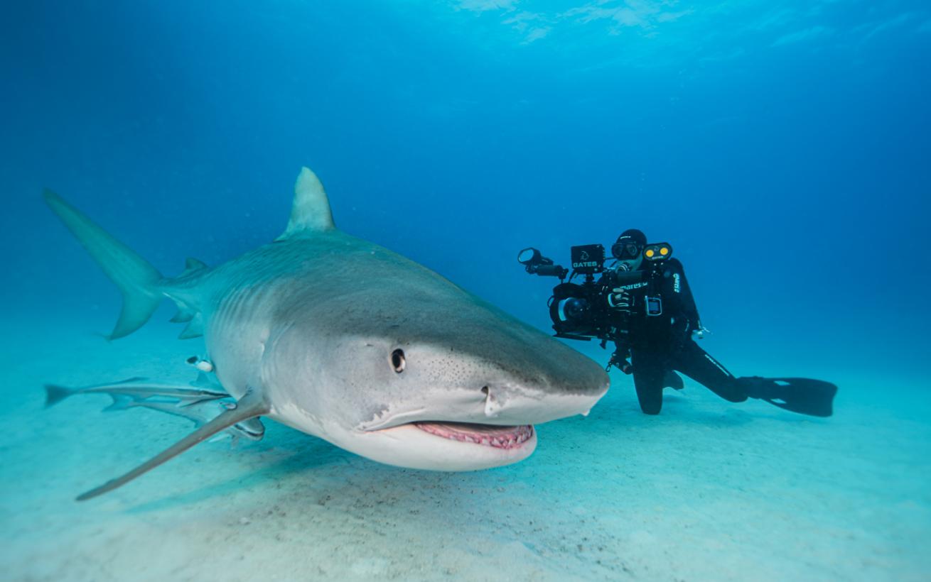 NUNO SÁ Tiger Beach Sharks Photography