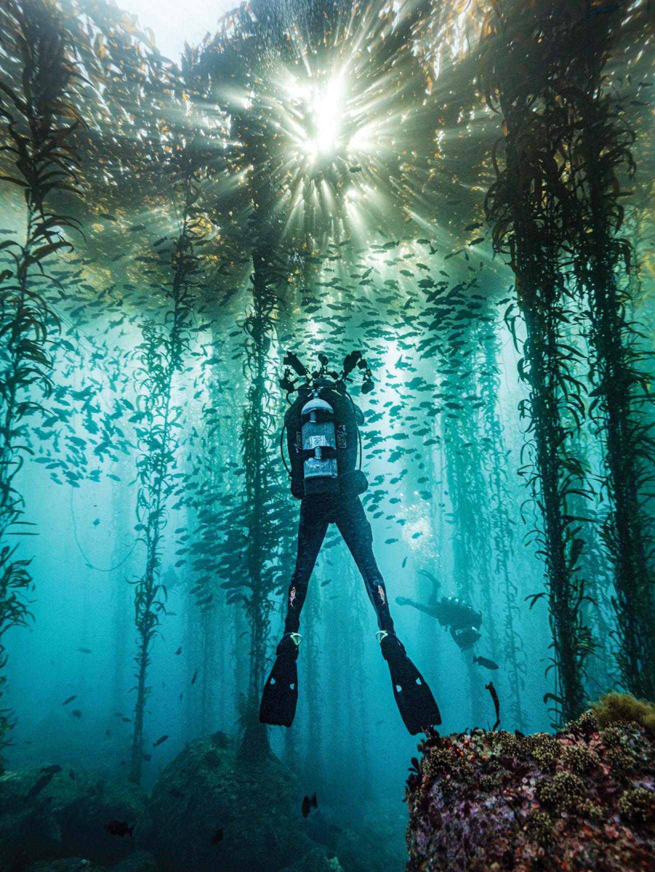 Kelp cathedral California divers