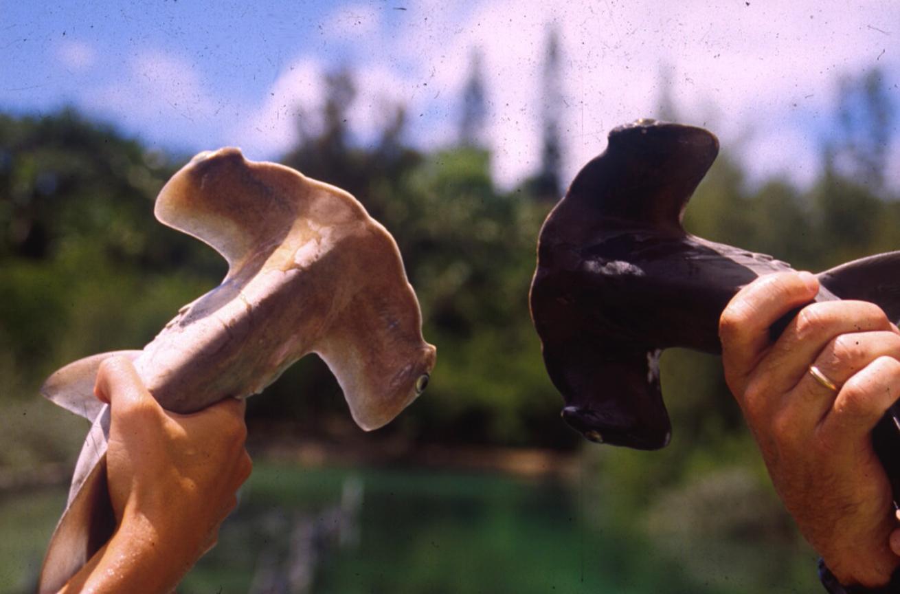 Tanned and untanned hammerhead sharks