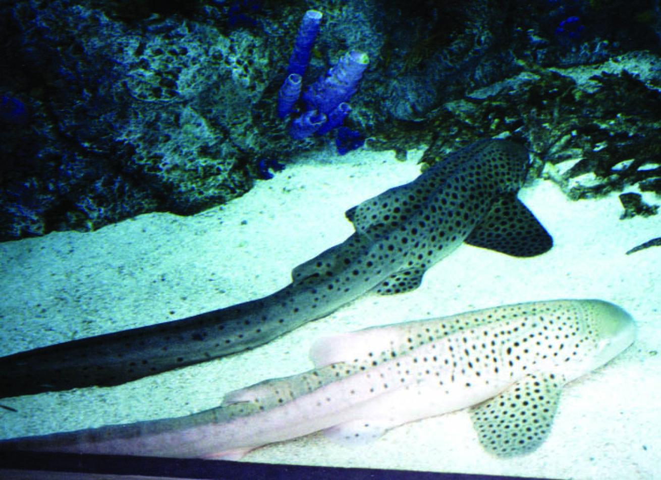 Tanned zebra shark inside fish tank