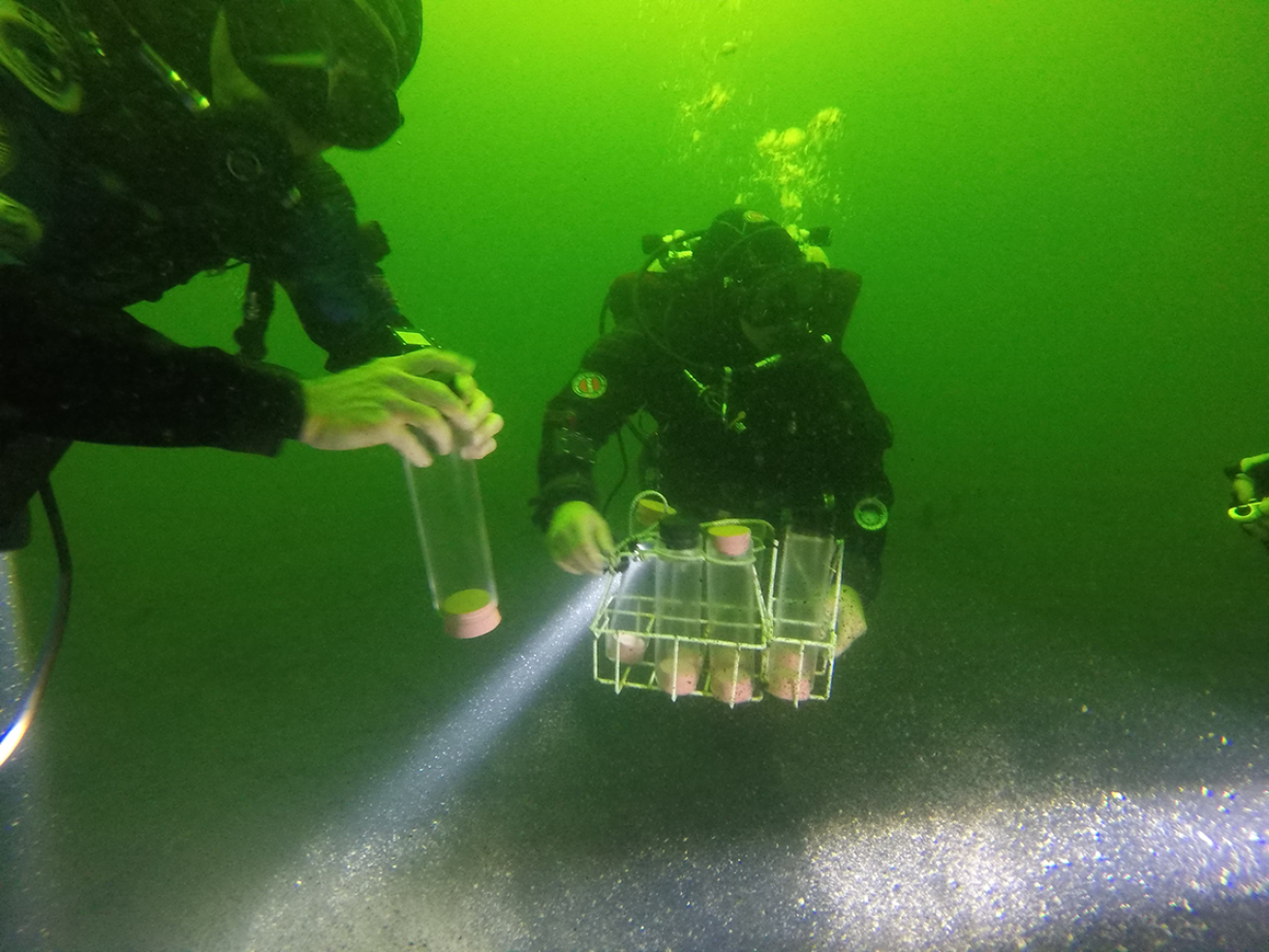 Divers looking over sediment cores.