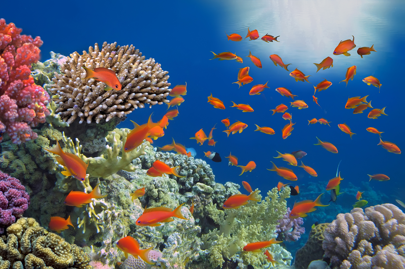 Fish swimming around a reef.