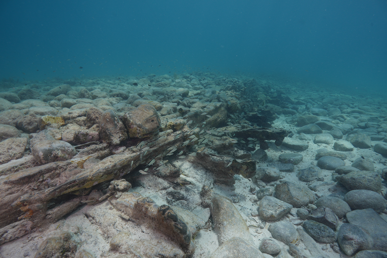 Shipwreck timbers