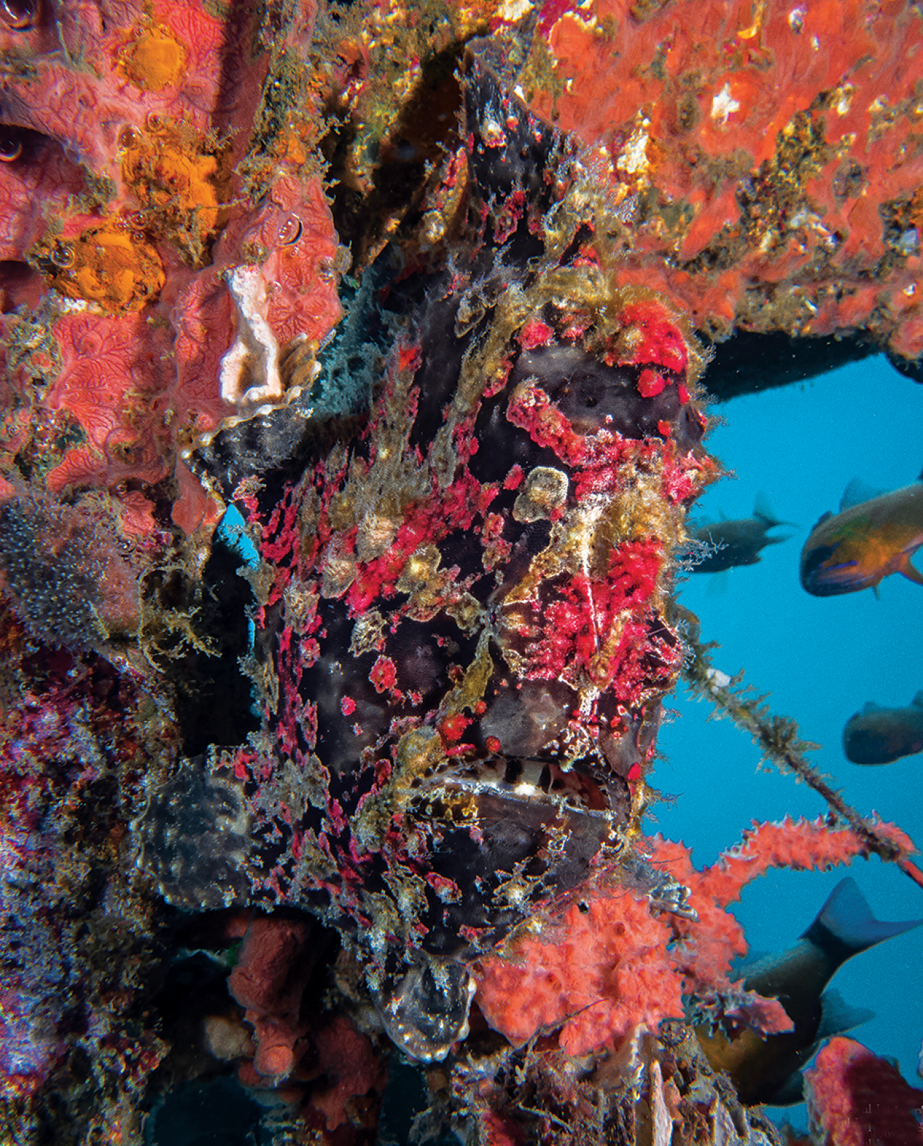 Camouflaged frogfish