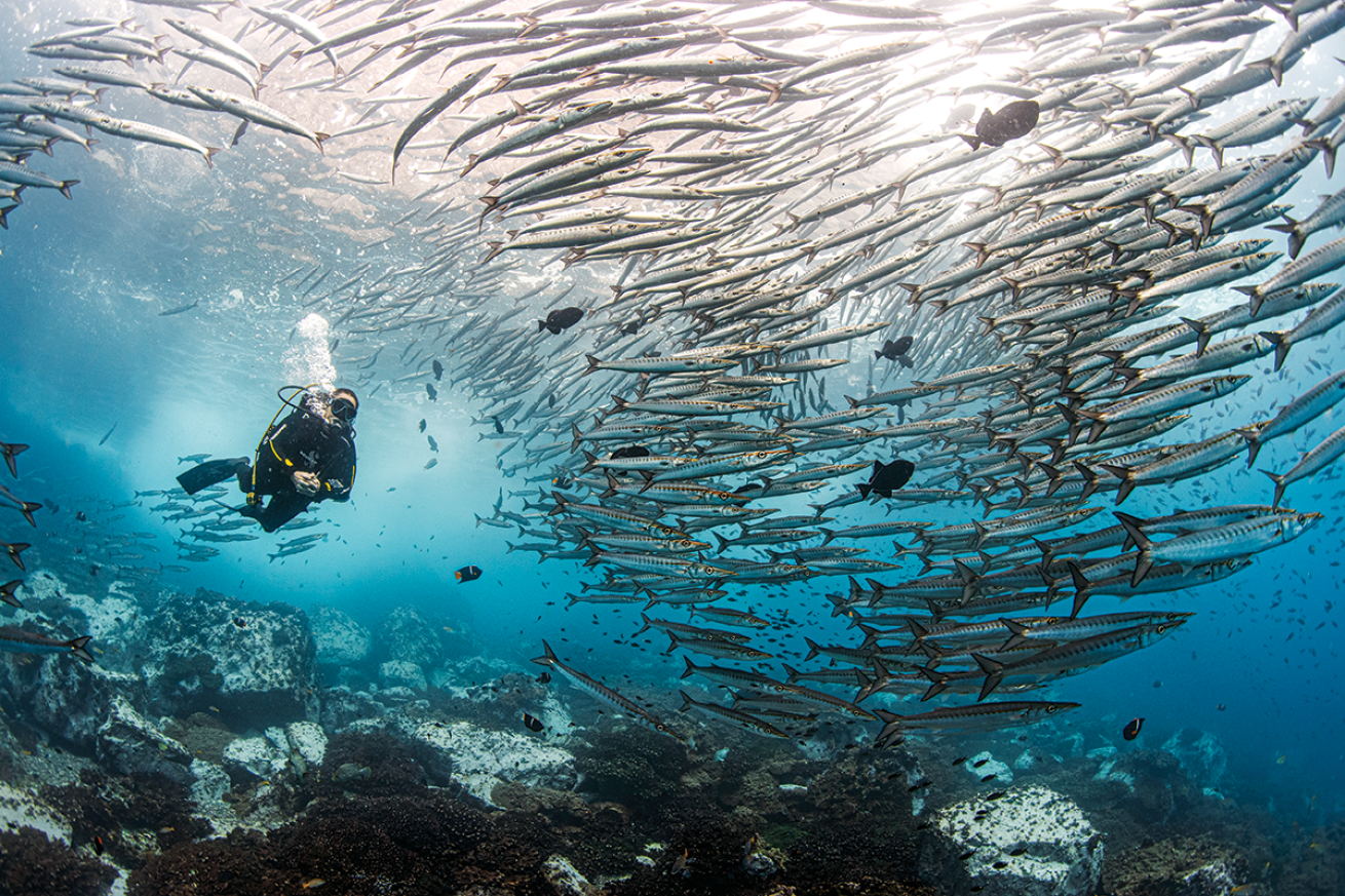 Diver with schooling jacks