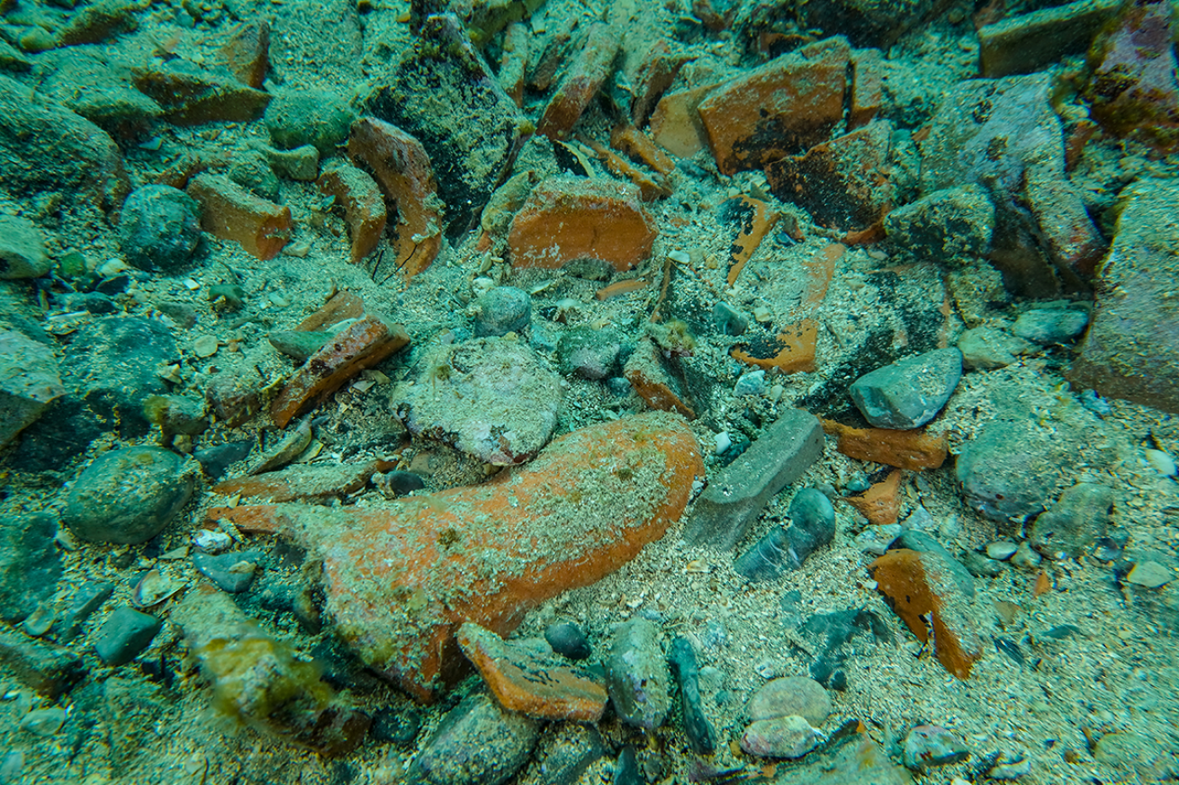 Amphorea swimming in the bay.