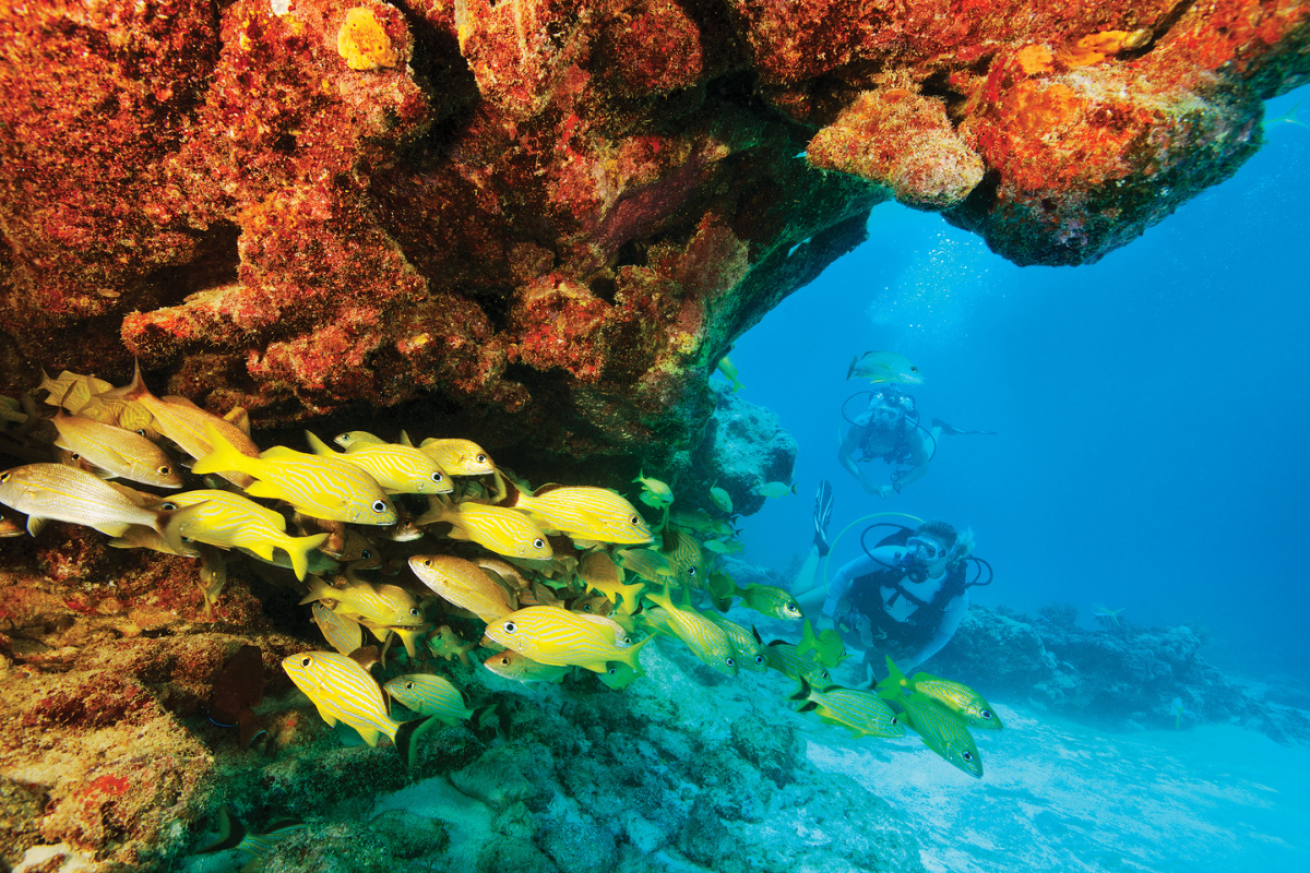 Two scuba divers looking at a reef and yellow fish