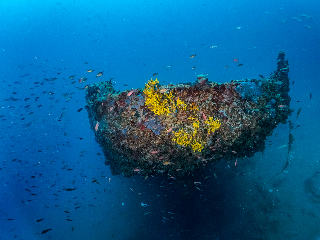 Fish swimming around a shipwreck.