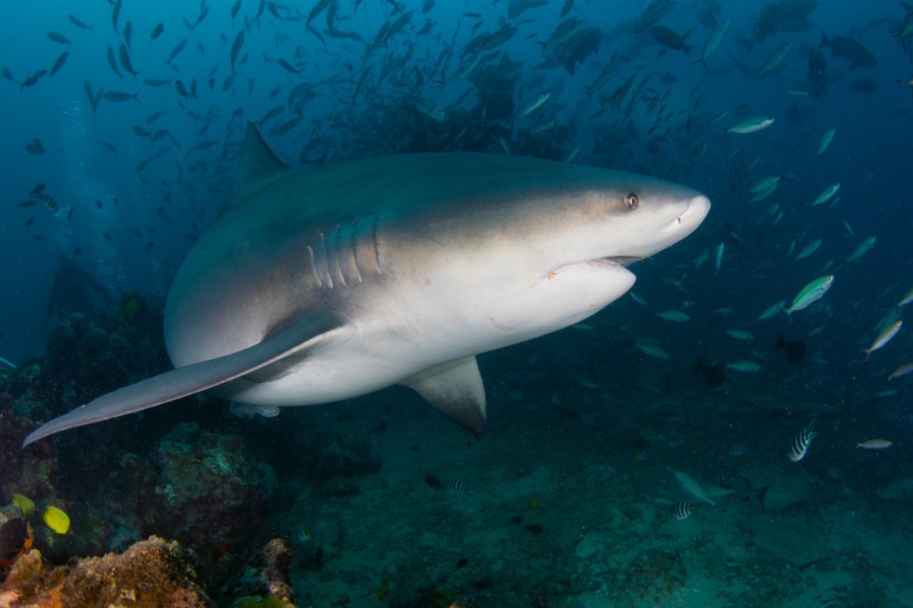 Bull shark