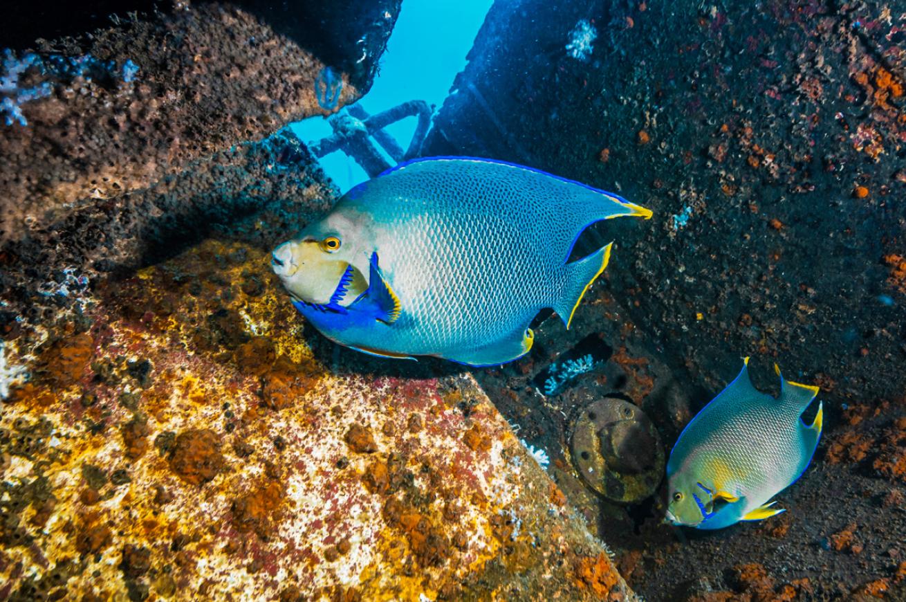 Angelfish passes through