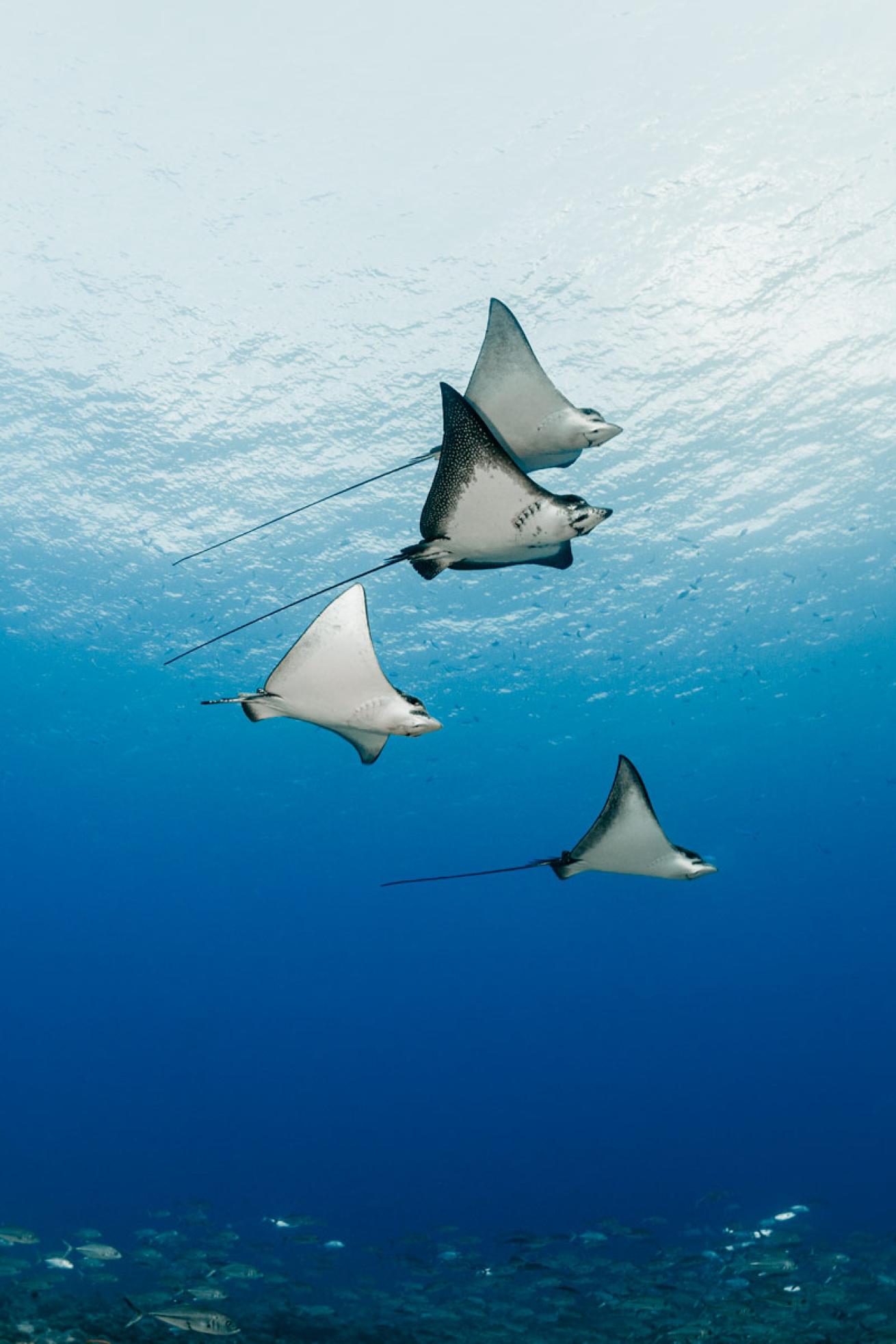 Eagle rays