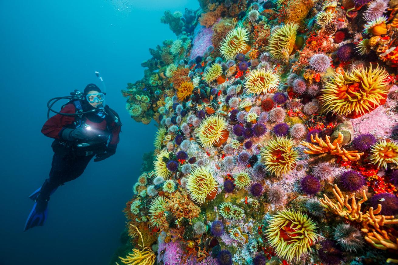 A diver illuminates a vibrant pinnacle in False Bay.