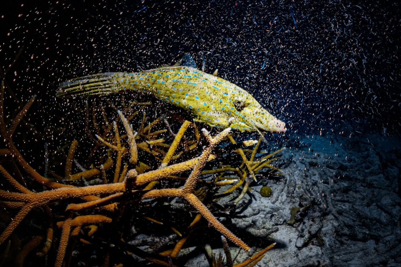 Scrawled filefish and spawning staghorn