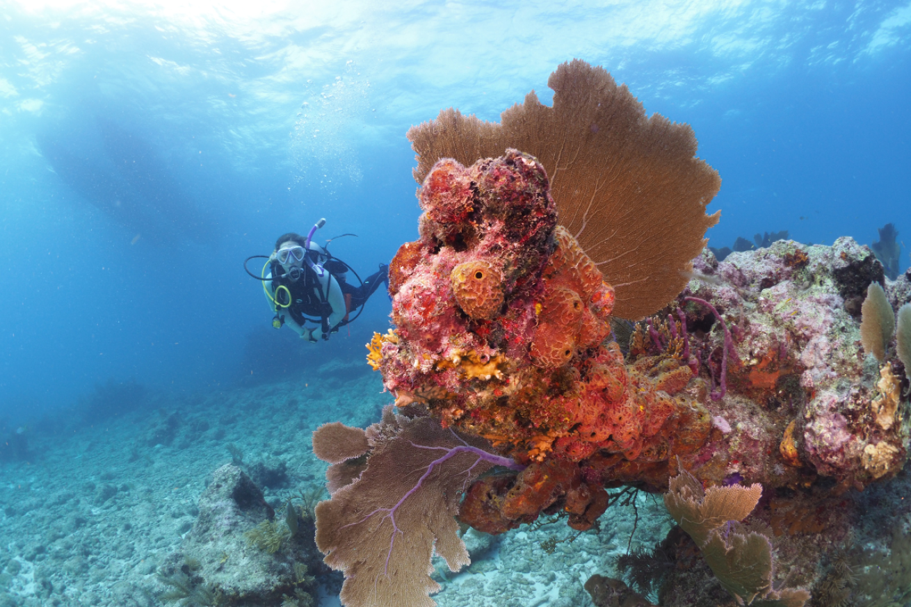 A scuba diver swimming shallow water alongside a red and prink coral formation