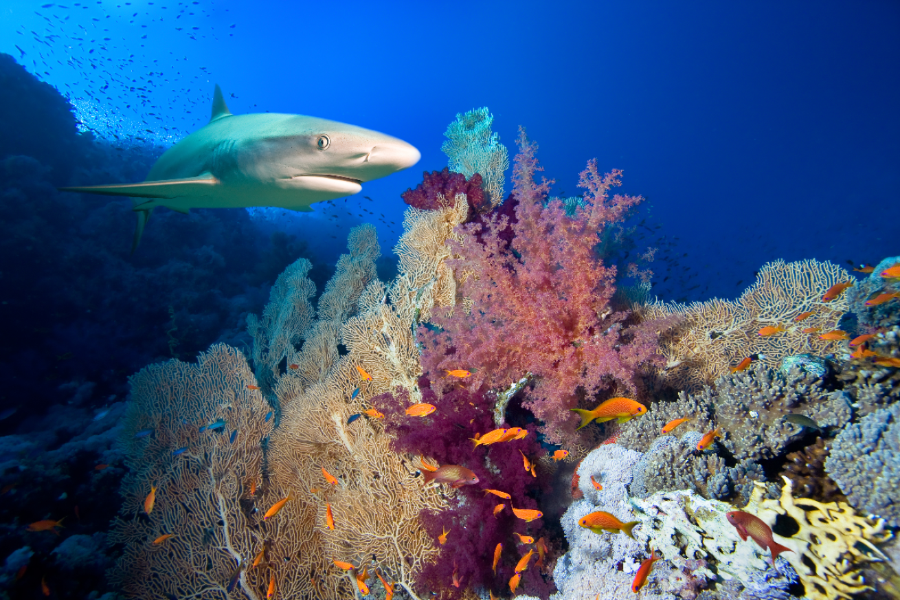 A shark swims over a coral reef