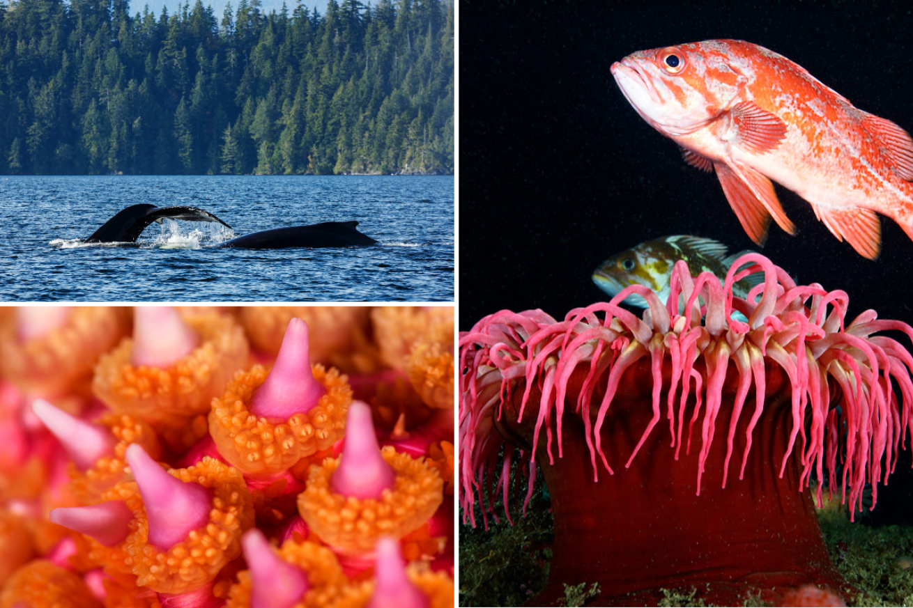 Humpback whales, vermillion rockfish and other sights from the Sound.
