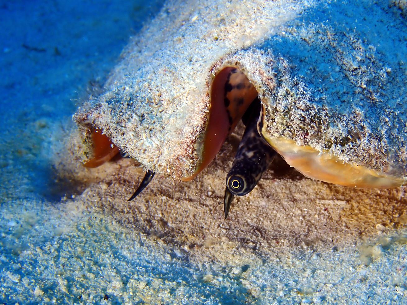 Conch in west caicos