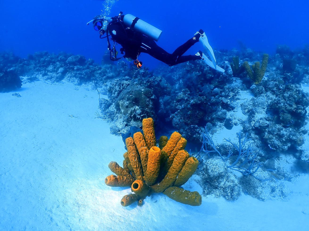 The gulley in turks and caicos