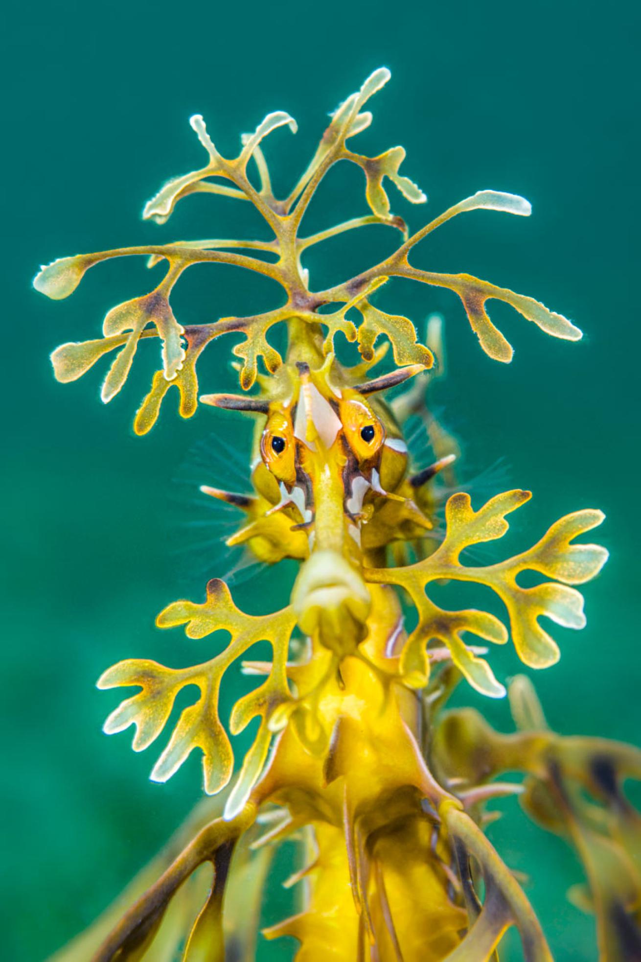 Sea Dragon posing for a photographer