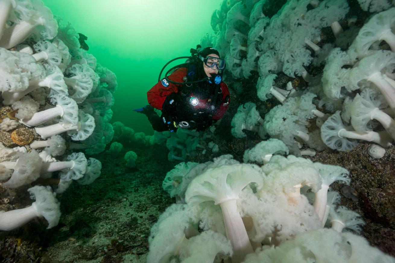 Diver amidst field of plumose anemones