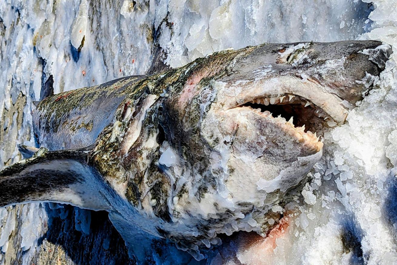 frozen porbeagle shark