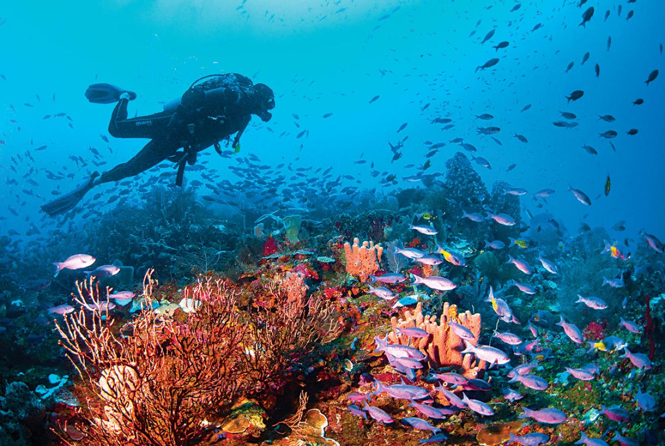 A diver fins among the creole wrasse at Cayos Cochinos.