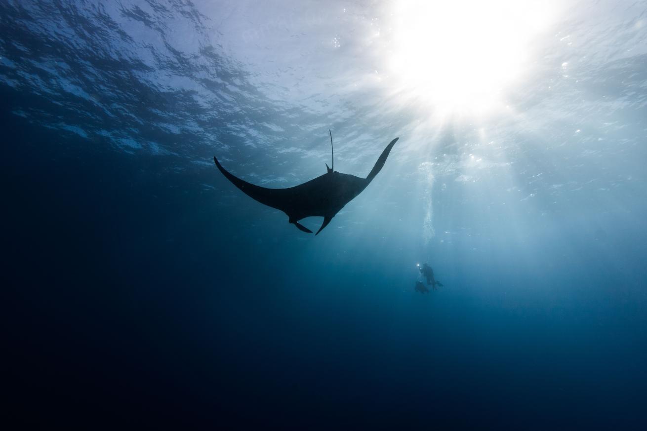 paterakis manta divers