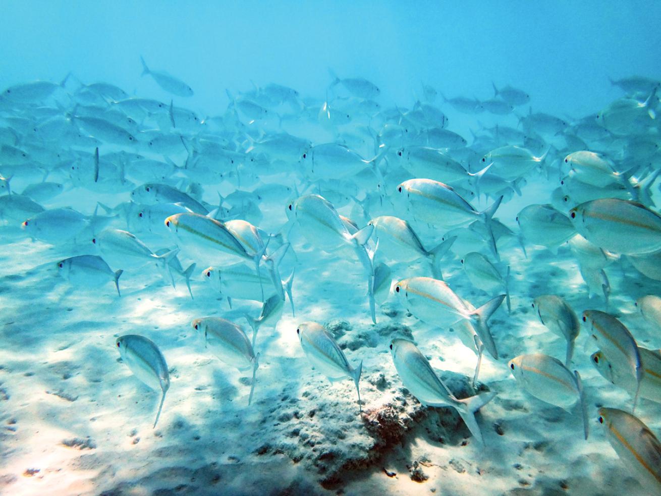 A school of yellowstripe scad on a reef in Espiritu Santo Island.