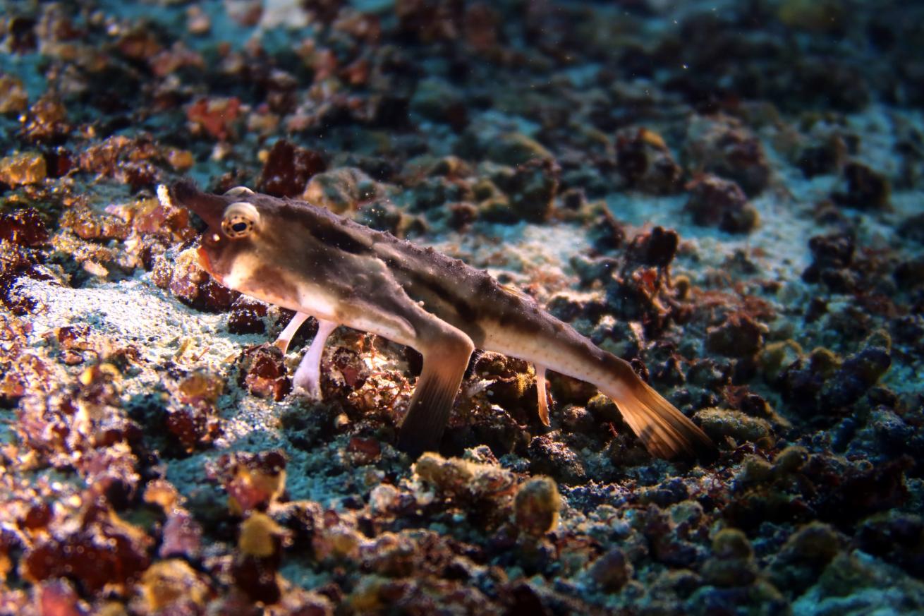 You’ll be able to see the red-lipped wonder underwater, if you're lucky.