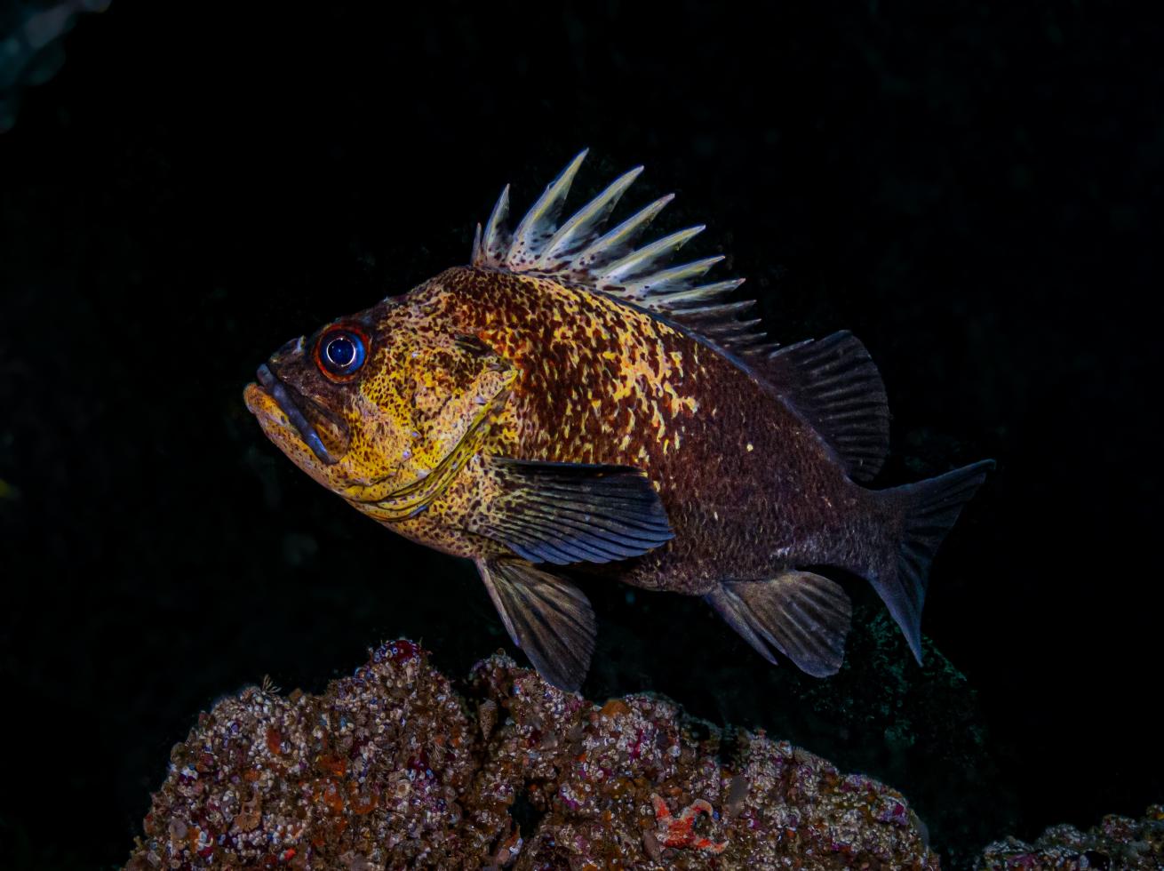 A female BOFFF quillback rockfish enjoying inside the Redfish Rocks Marine reserve off the coast of Oregon.