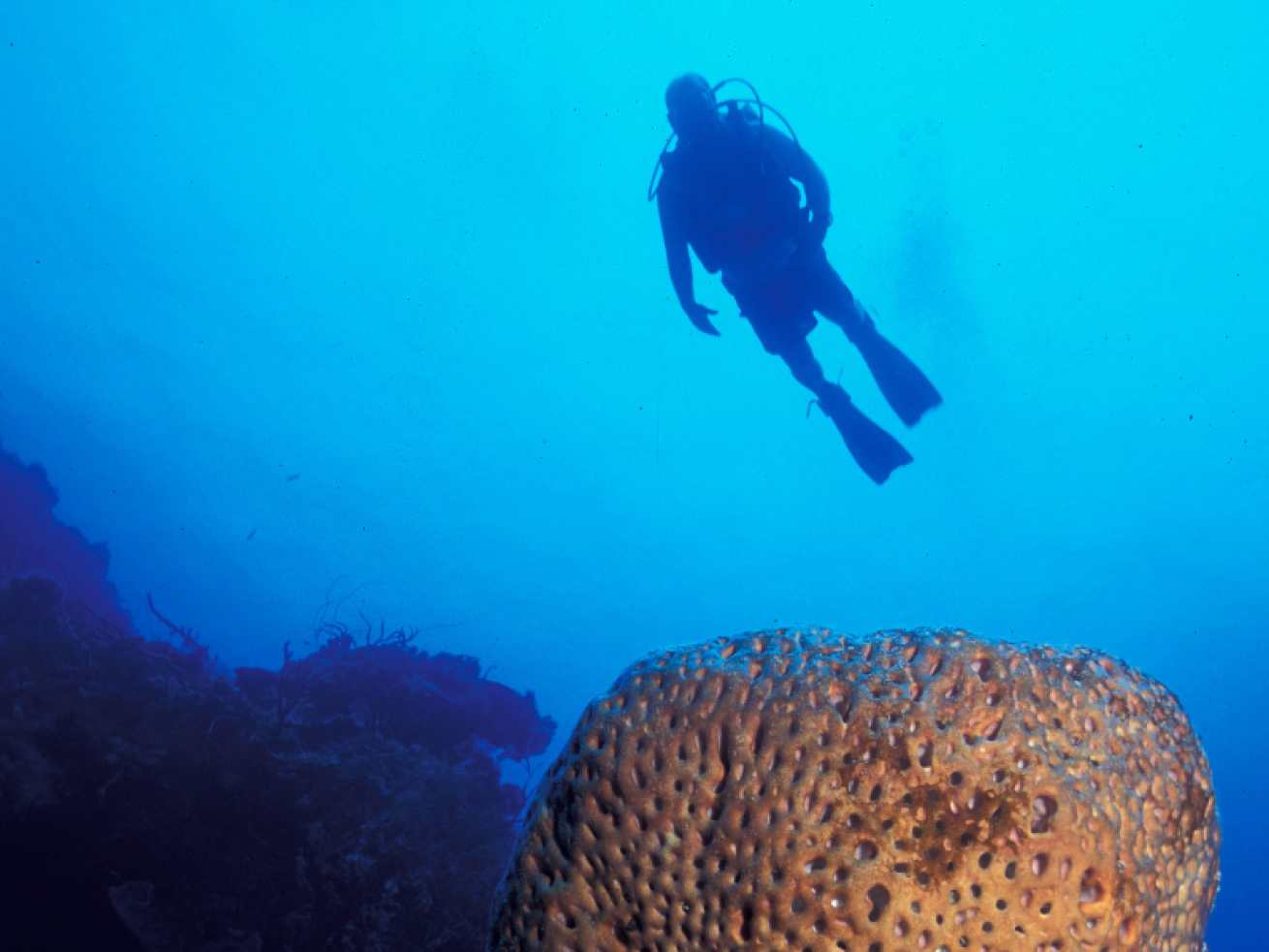 hovering diver over coral