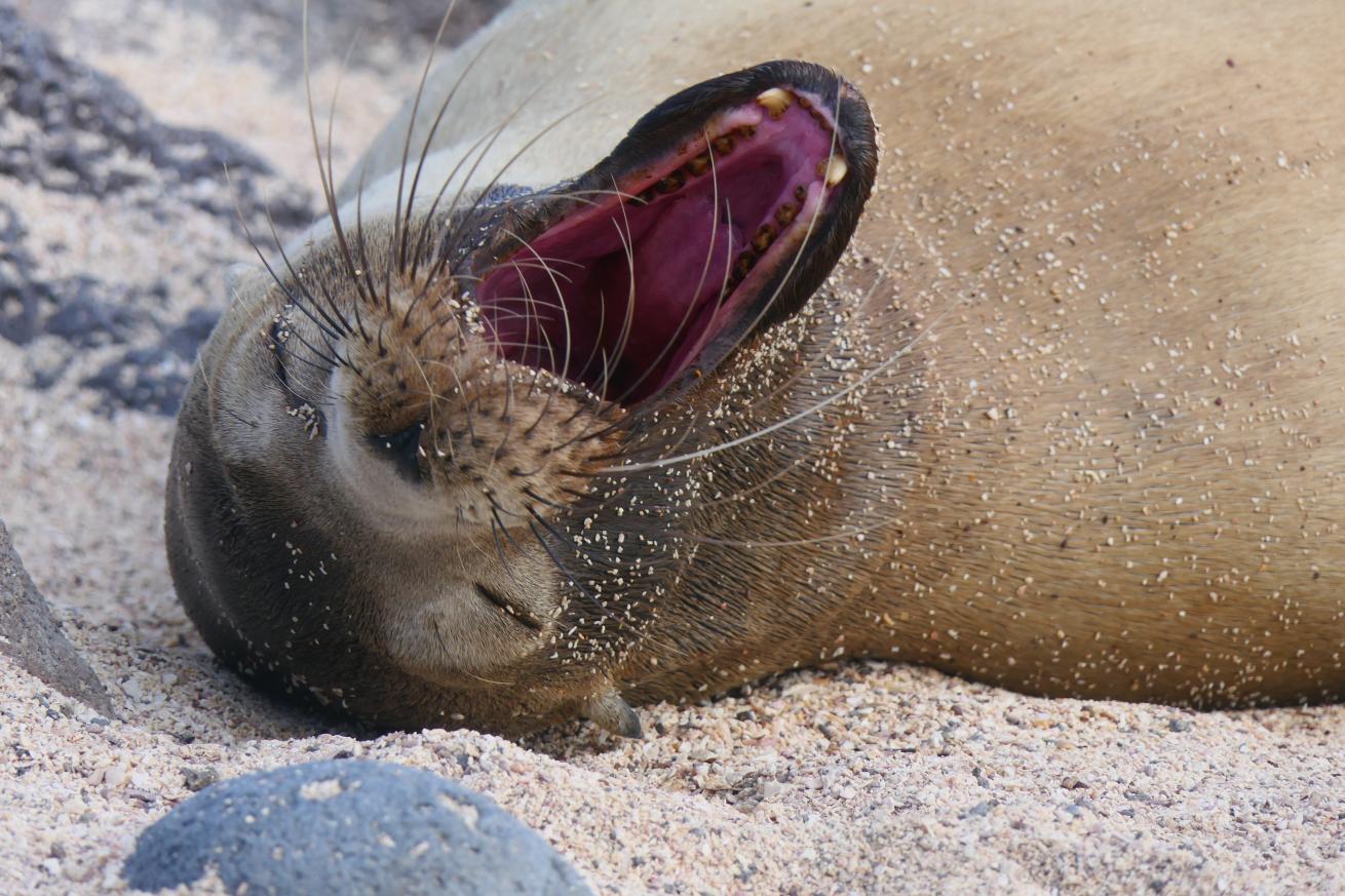 The Galapagos sea lion is the smallest of its kind and it is known for its charisma and playfulness.