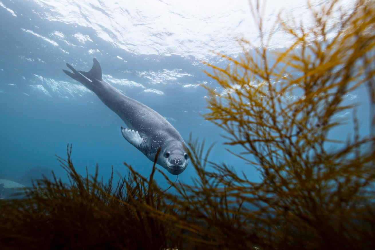 A leopard seal peers through seaweed at Half Moon Bay, Antarctica.