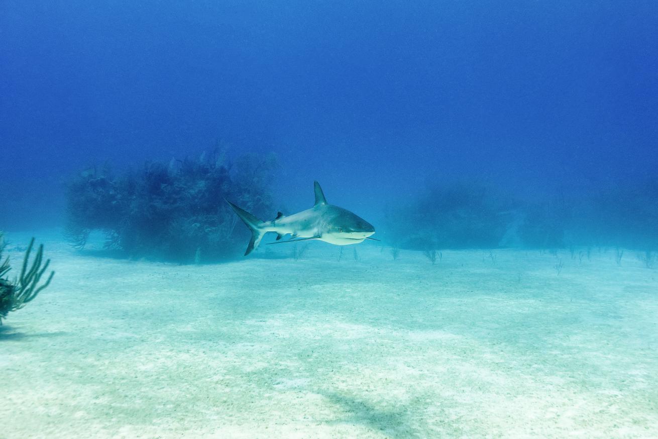 Shark swimming