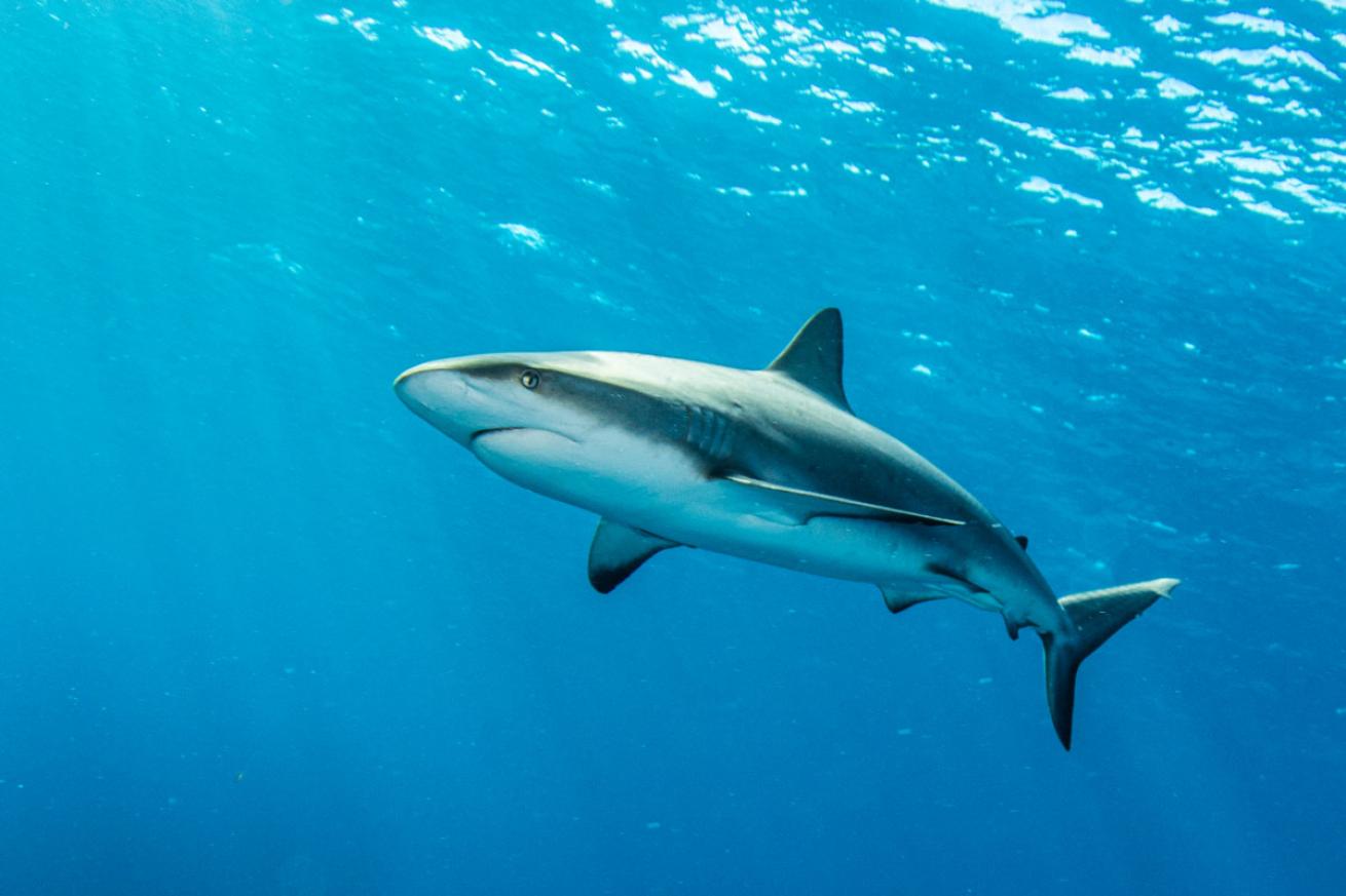 Caribbean reef shark