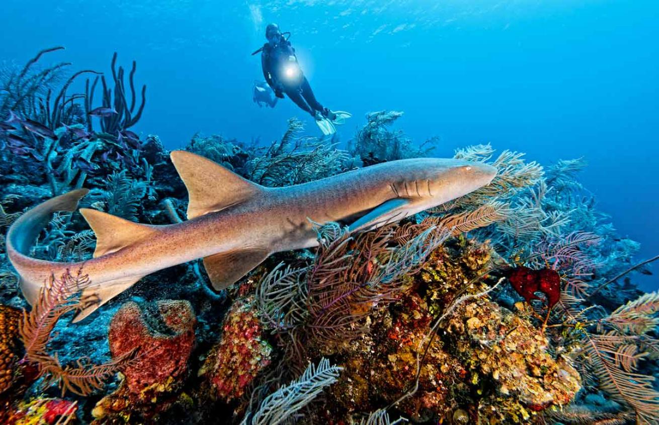 Nurse shark swimming over a reef with a diver shining a light in the background