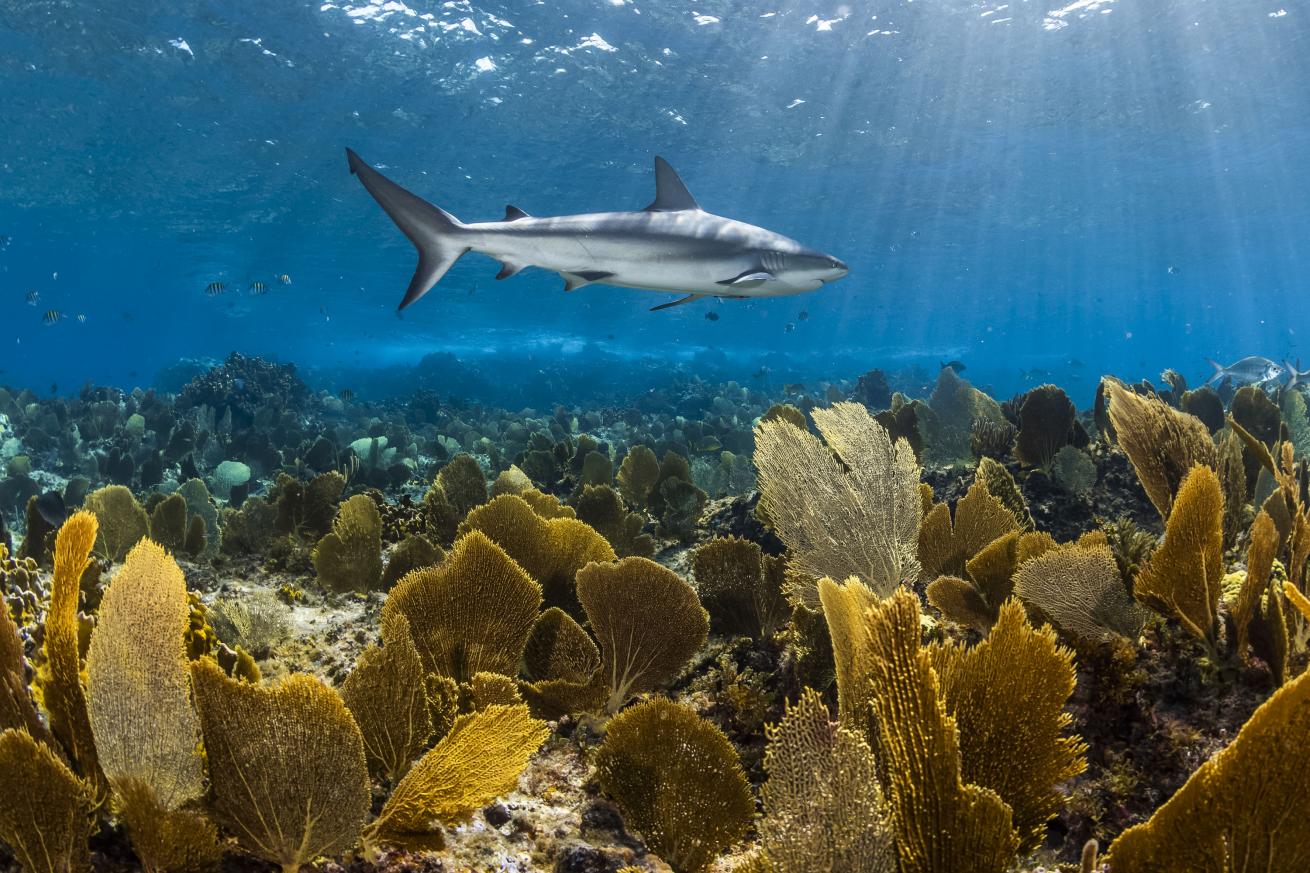 Shark swimming over orange coral