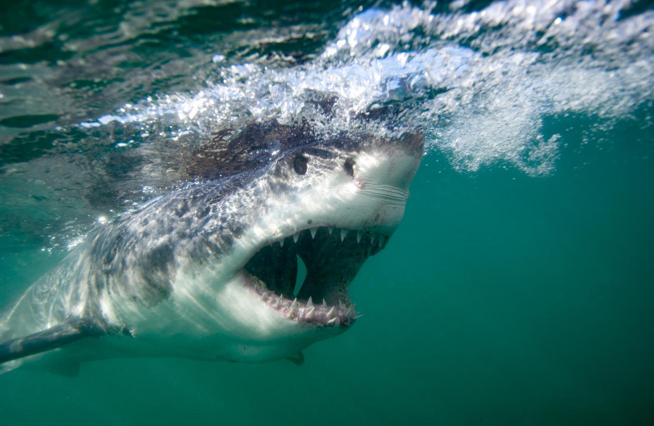 Great White Underwater